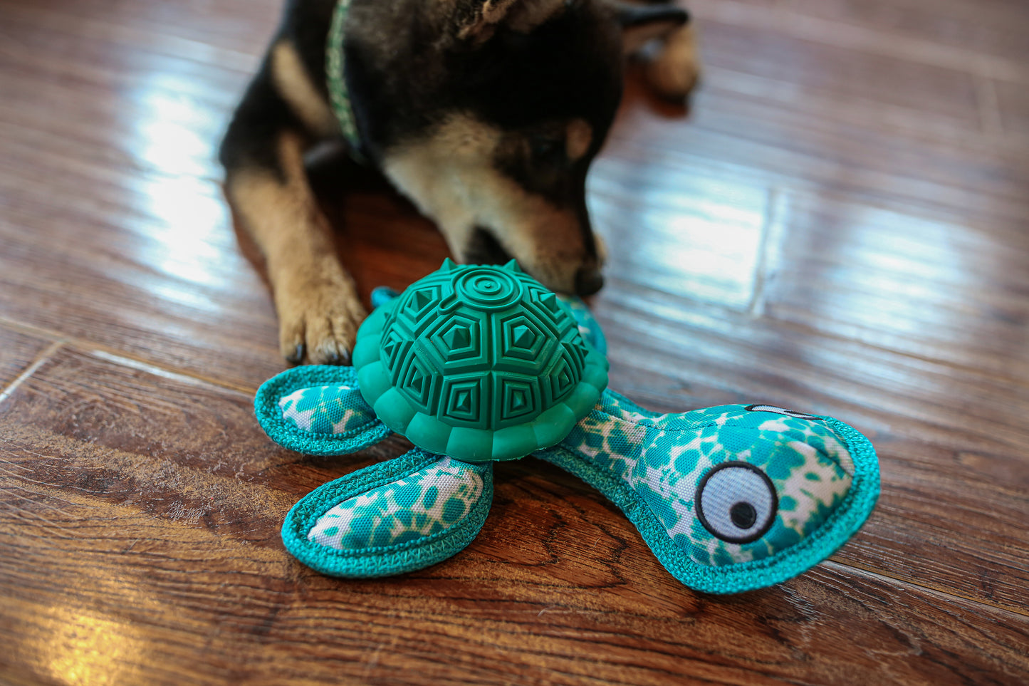 Qmonster Brinquedo para cachorro - Tartaruga Marinha 2in1 dispensador de pesticos - Verde