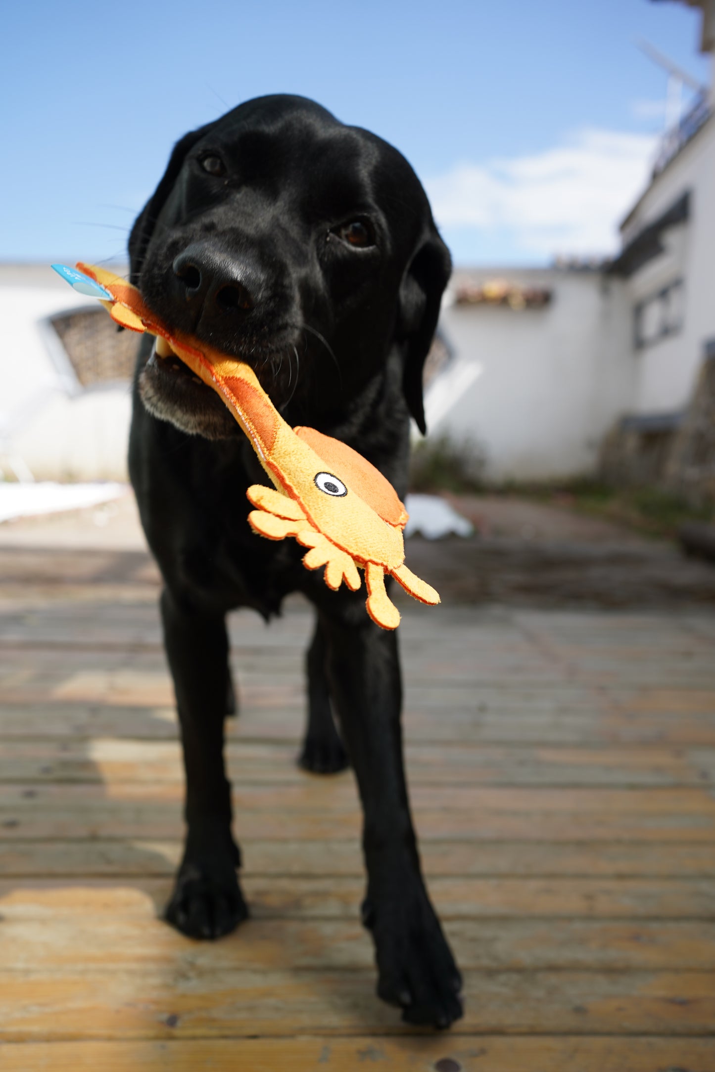 Qmonster Brinquedo para cachorro - Zoológico de Suede - Girafa
