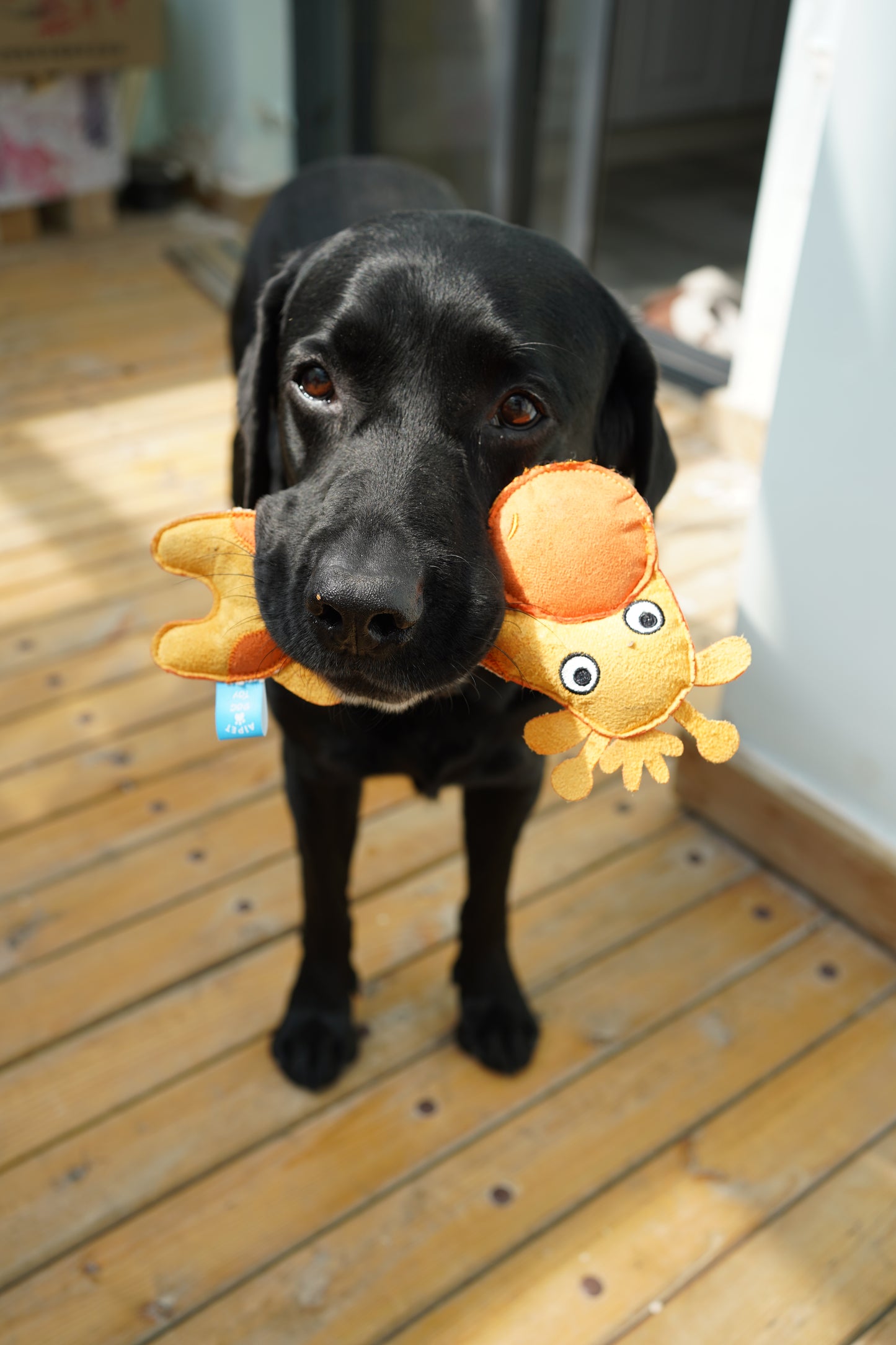 Qmonster Brinquedo para cachorro - Zoológico de Suede - Girafa