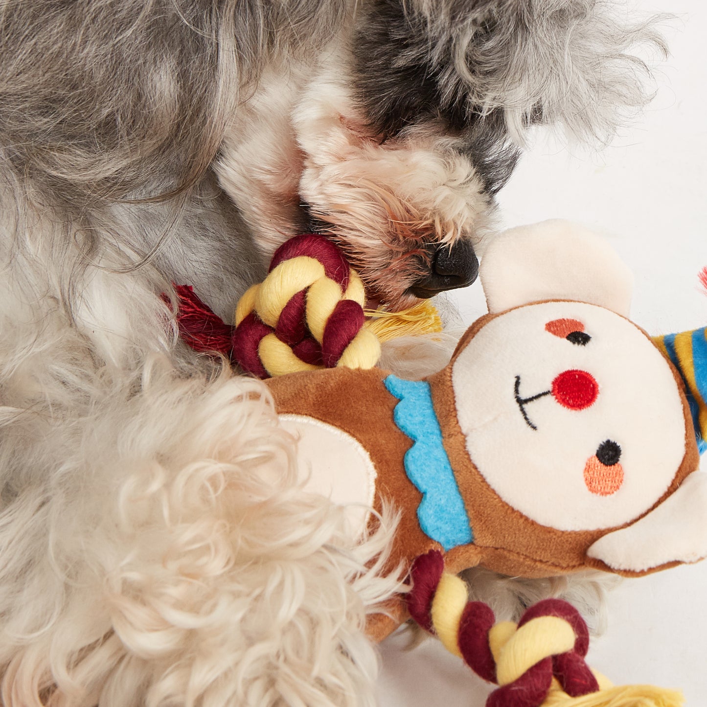 FOFOS Festa em Casa - Macaquinho