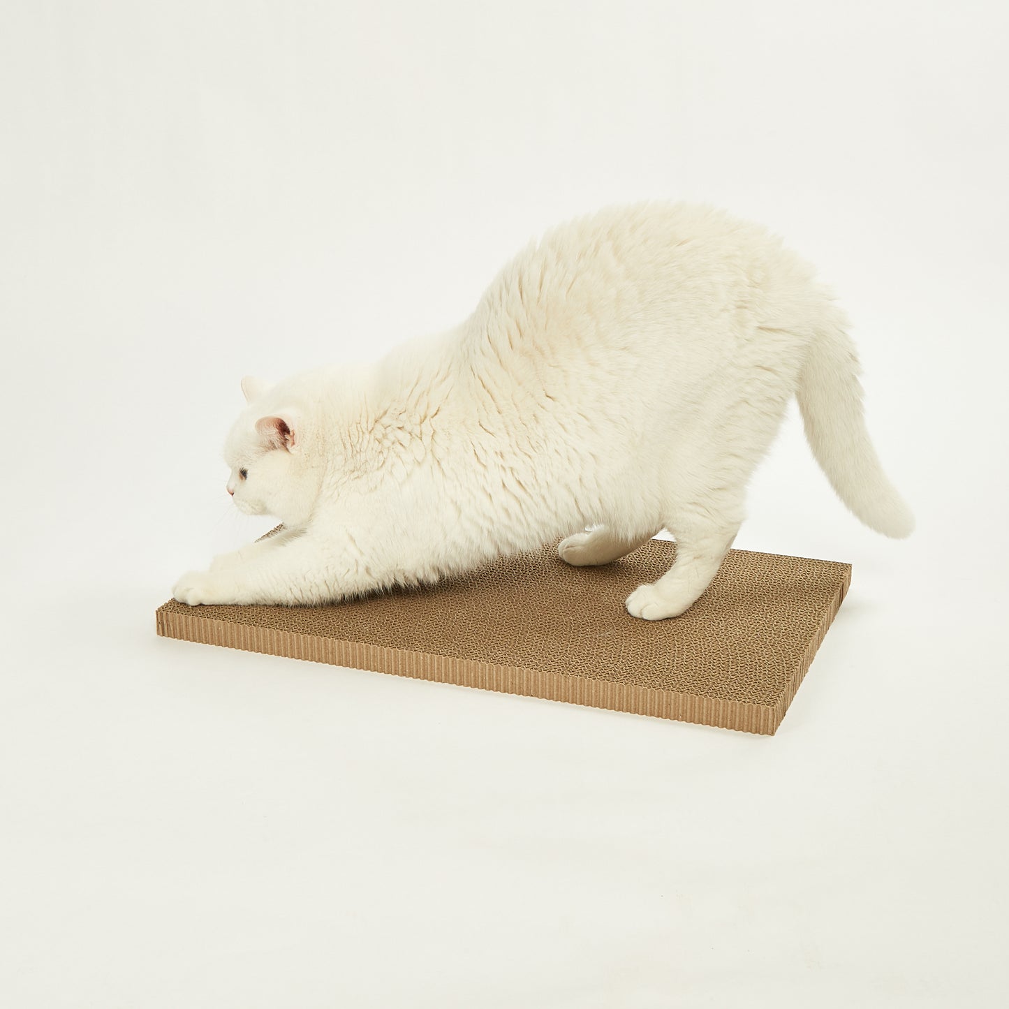 FOFOS Brinquedos para Gatos - Arranador Lata de Sardinha