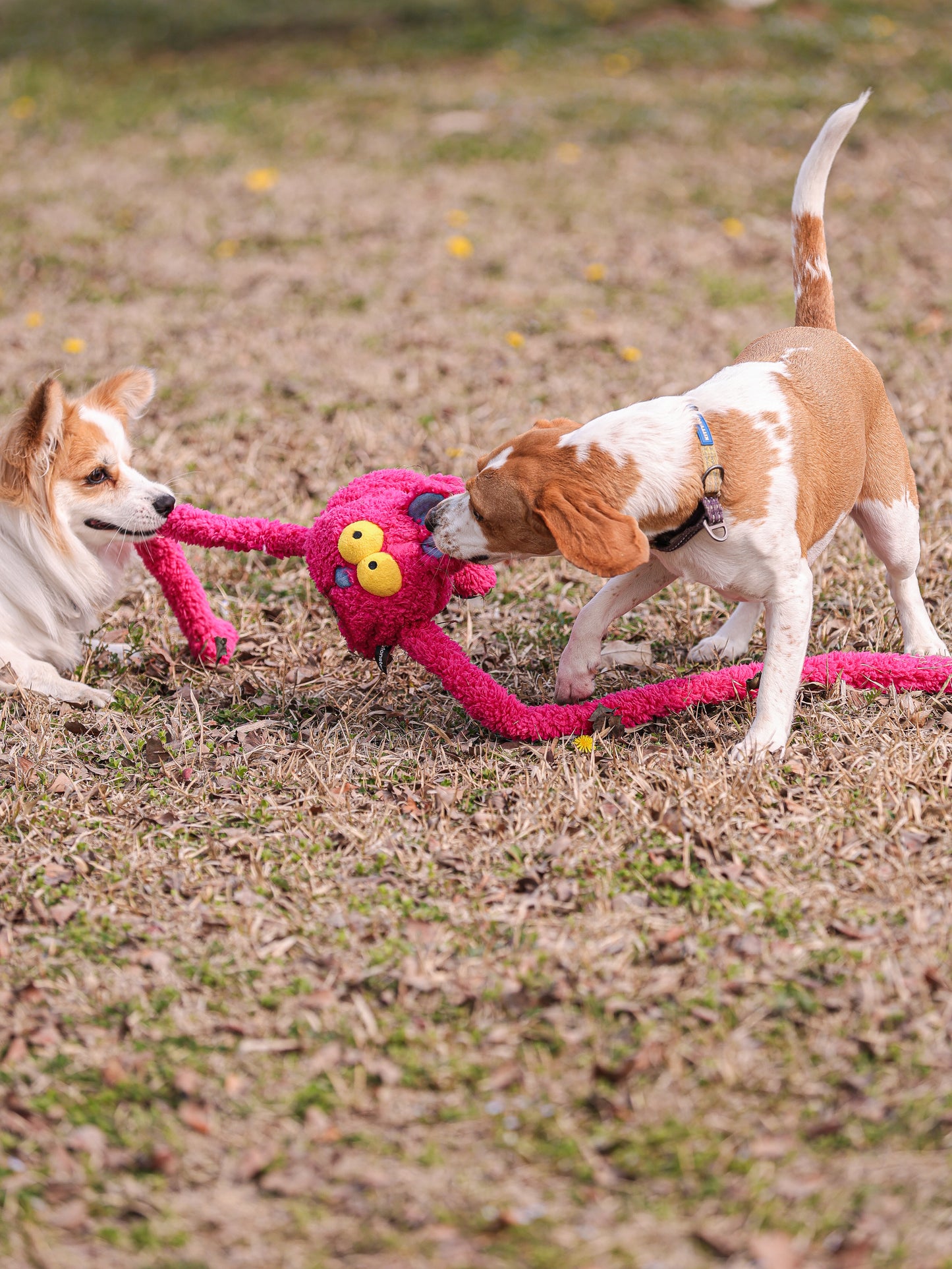 Qmonster Brinquedo para cachorro - Extensível Puxa Puxa Coelho - Rosa