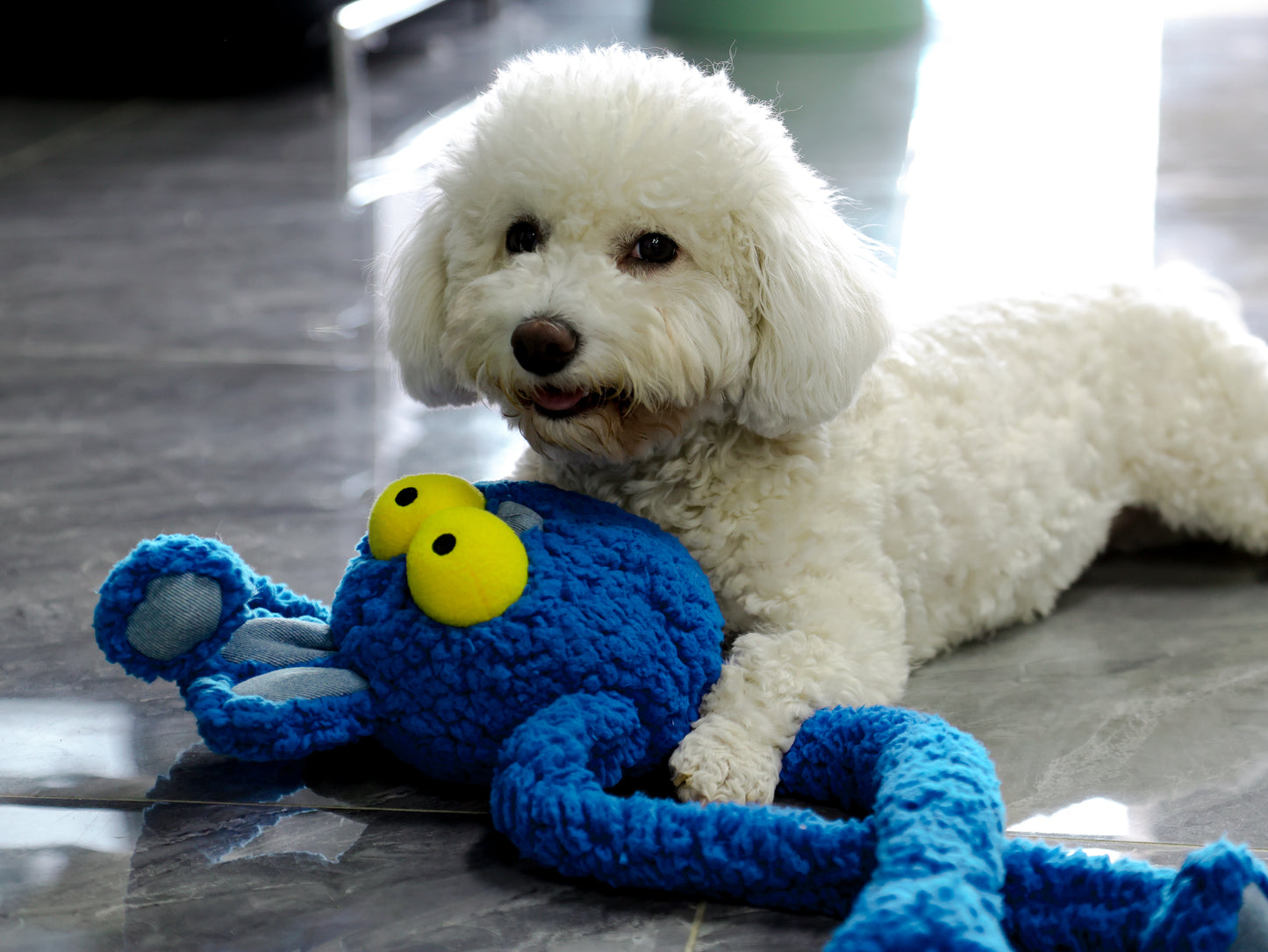 Qmonster Brinquedo para cachorro - Extensível Puxa Puxa Coelho - Azul