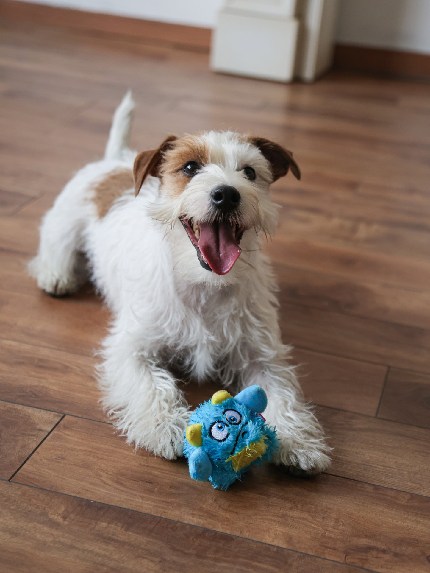 Qmonster Brinquedo para cachorro - 2in1 Monstro Gen One - Azul Pequeno