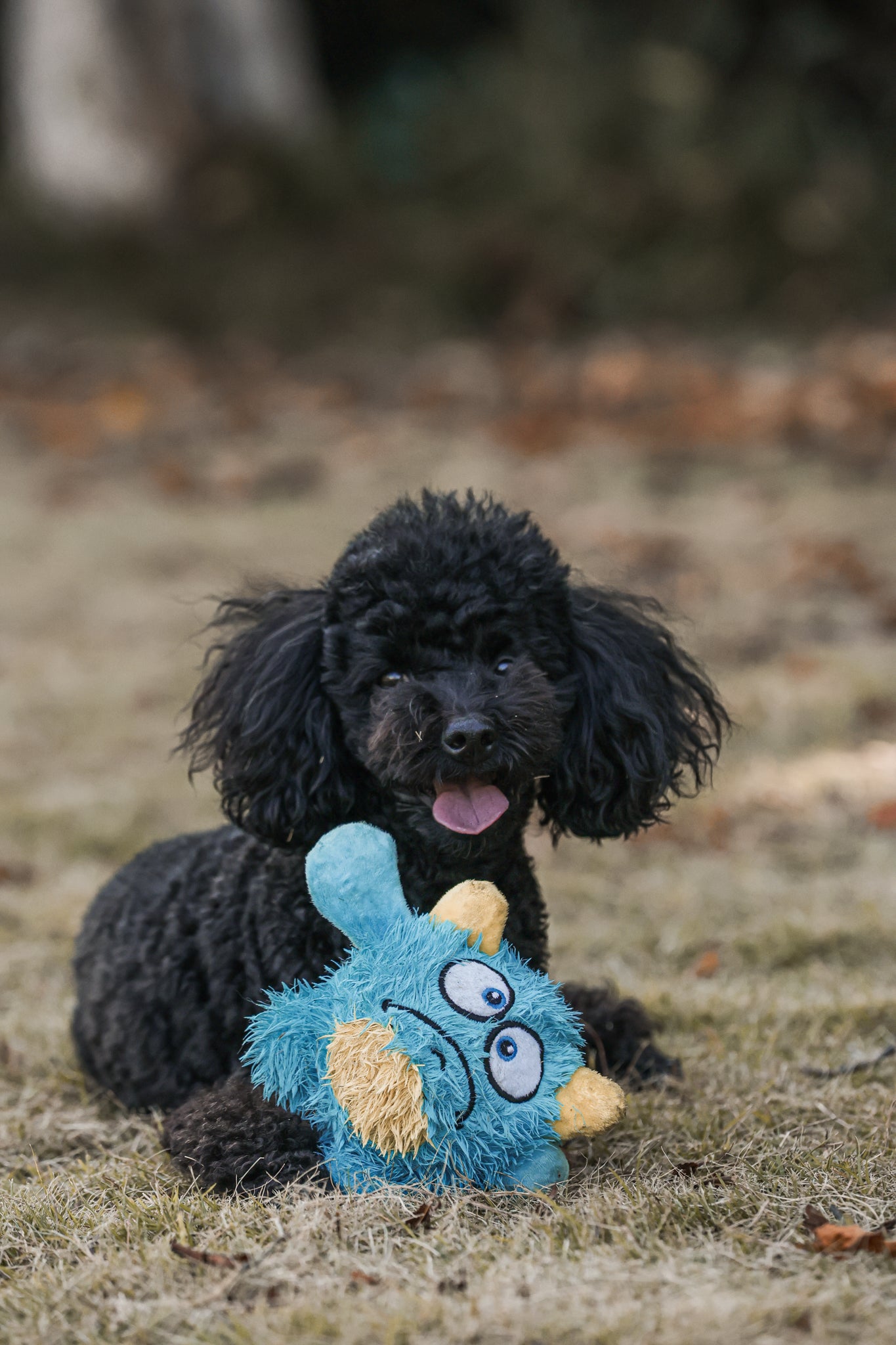 Qmonster Brinquedo para cachorro - 2in1 Monstro Gen One - Azul Grande