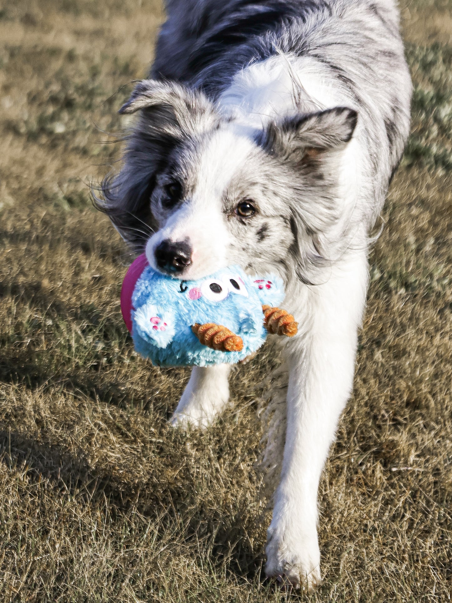 Qmonster Brinquedo para cachorro - 2em1 João Bobo - Azul
