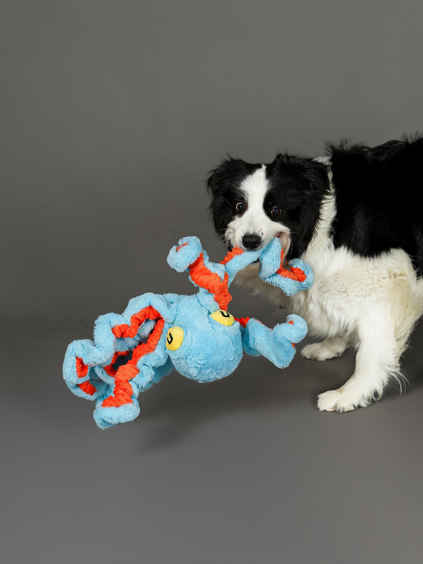 Qmonster Brinquedo para cachorros grande - Polvo Grande Azul