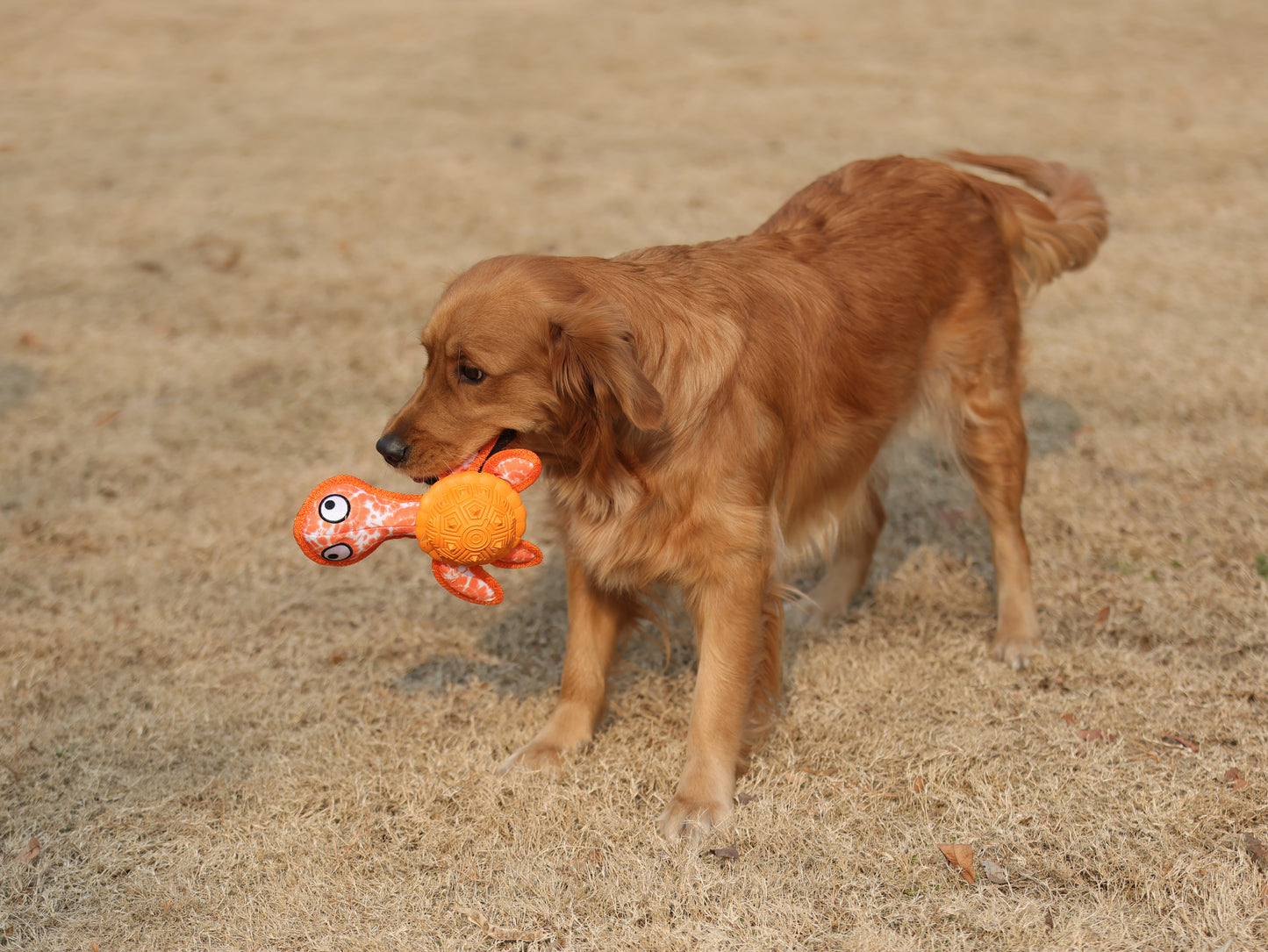 Qmonster Brinquedo para cachorro - Tartaruga Marinha 2in1 dispensador de pesticos - Laranja