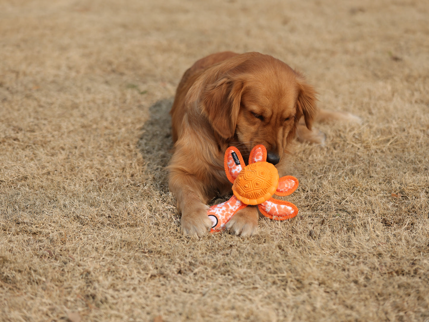 Qmonster Brinquedo para cachorro - Tartaruga Marinha 2in1 dispensador de pesticos - Laranja
