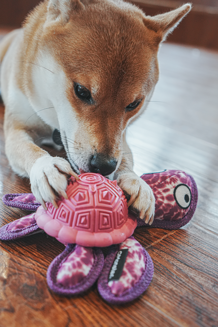 Qmonster Brinquedo para cachorro - Tartaruga Marinha 2in1 dispensador de pesticos - Rosa