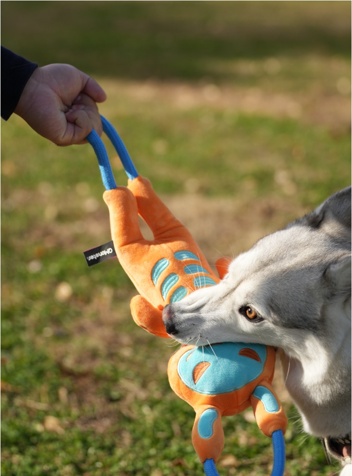 Qmonster Brinquedo para cachorro - Shock Brinquedo interativo Cabo de Guerra - Laranja