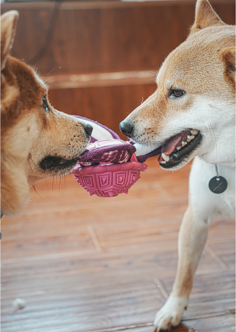 Qmonster Brinquedo para cachorro - Tartaruga Marinha 2in1 dispensador de pesticos - Rosa