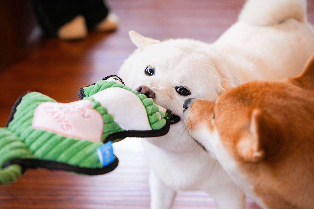 Qmonster Brinquedo para cachorro - Animais de Mãos Dadas - Sapo