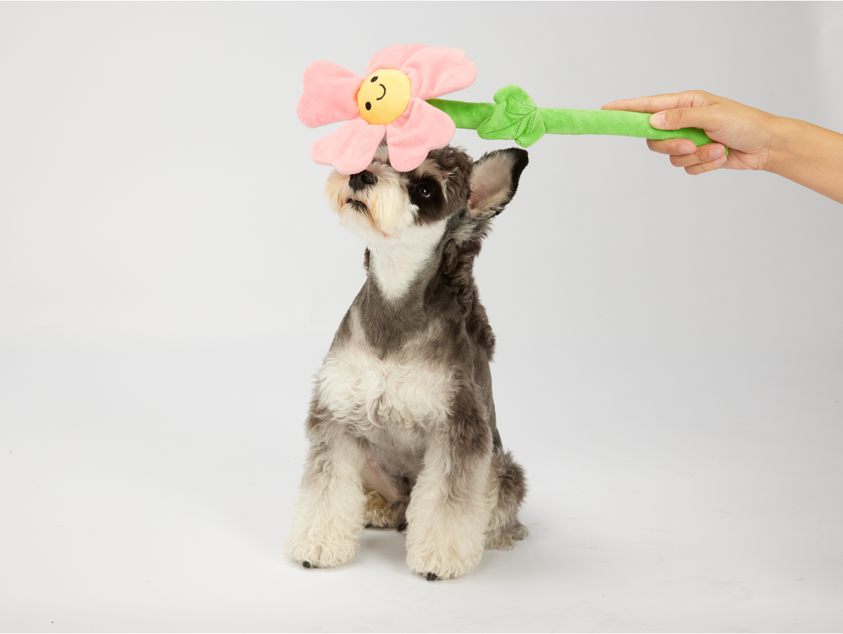 FOFOS Brinquedos para Cães - Flor de Pelúcia e Corda