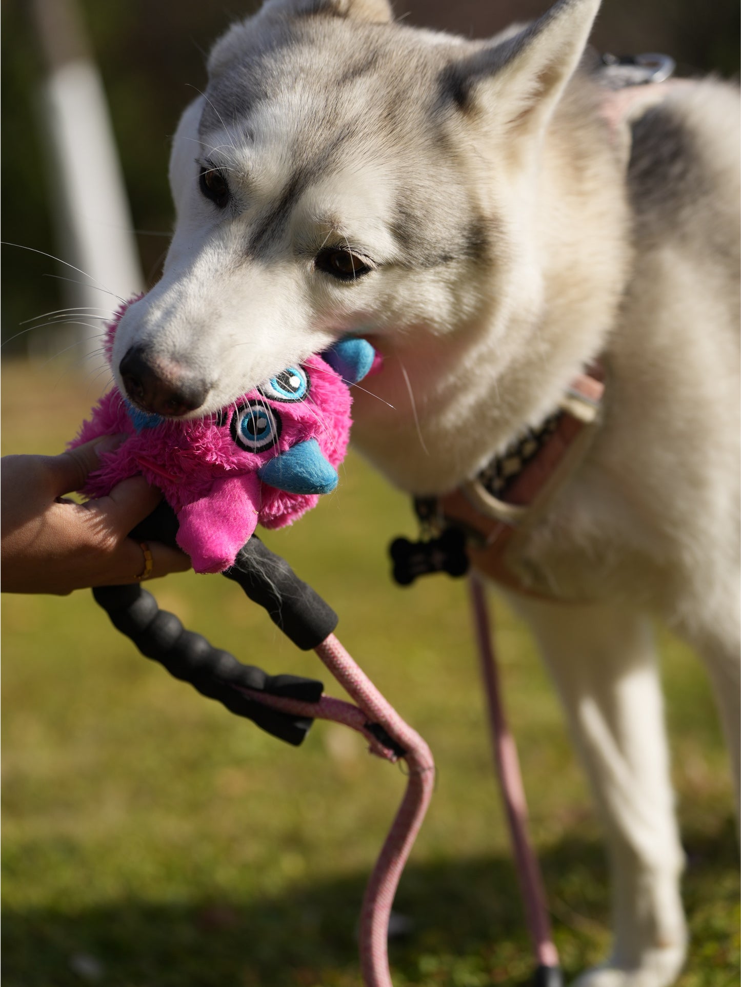 Qmonster Brinquedo para cachorro - 2in1 Monstro Gen One - Rosa Grande