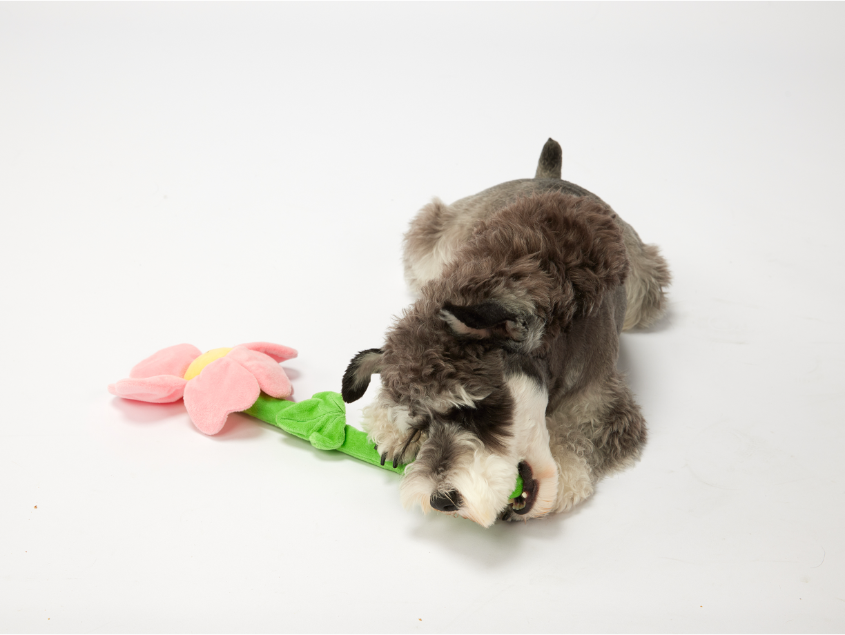 FOFOS Brinquedos para Cães - Flor de Pelúcia e Corda