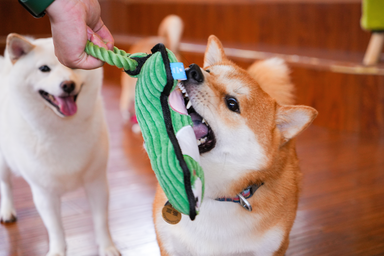 Qmonster Brinquedo para cachorro - Animais de Mãos Dadas - Sapo