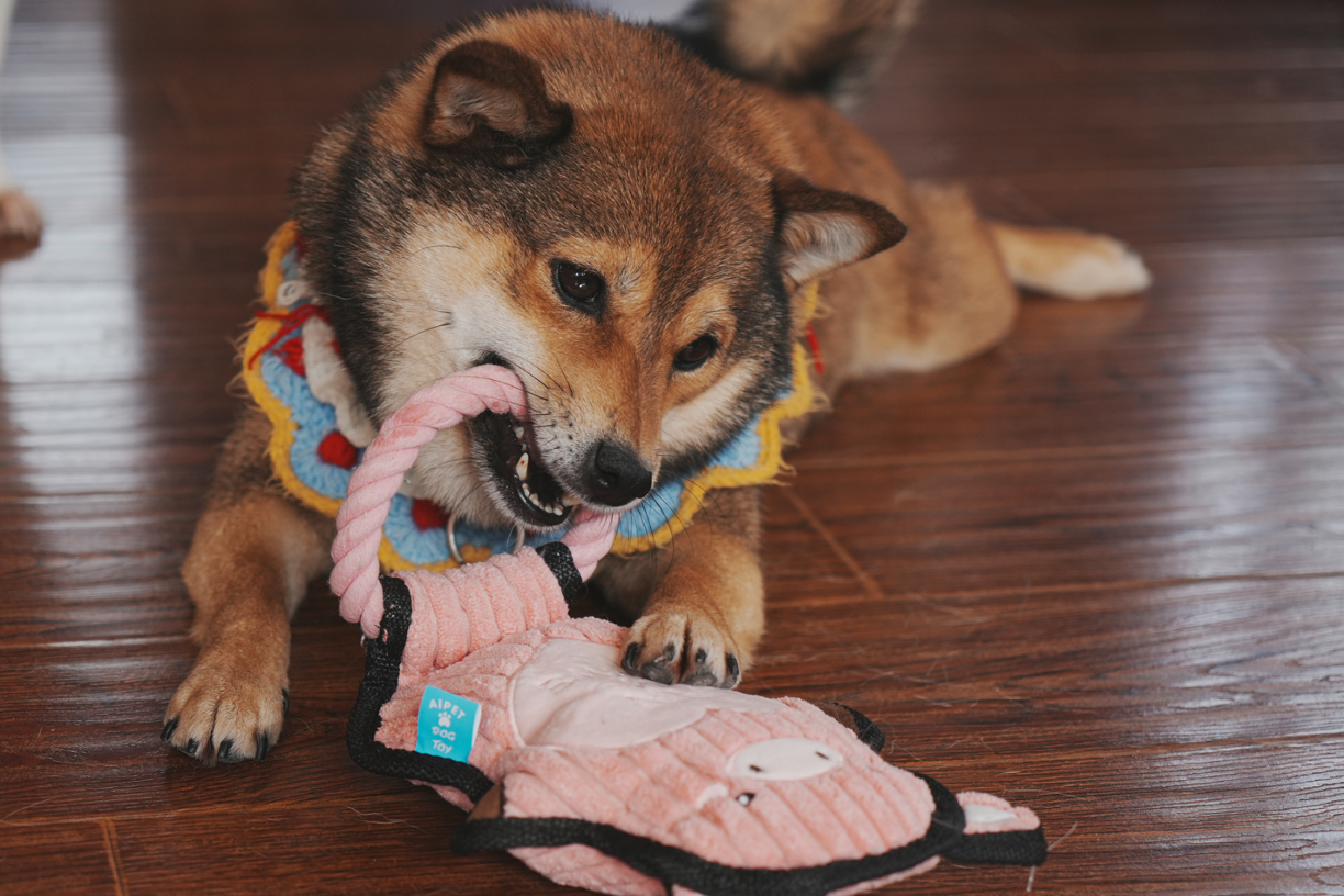 Qmonster Brinquedo para cachorro - Animais de Mãos Dadas - Porco