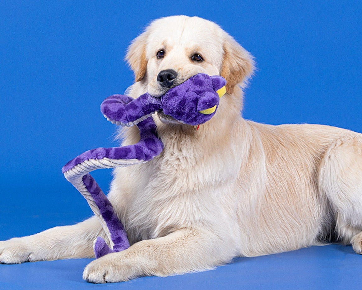 Qmonster Brinquedo para cachorros - Interativo Cobra de Mola 100cm
