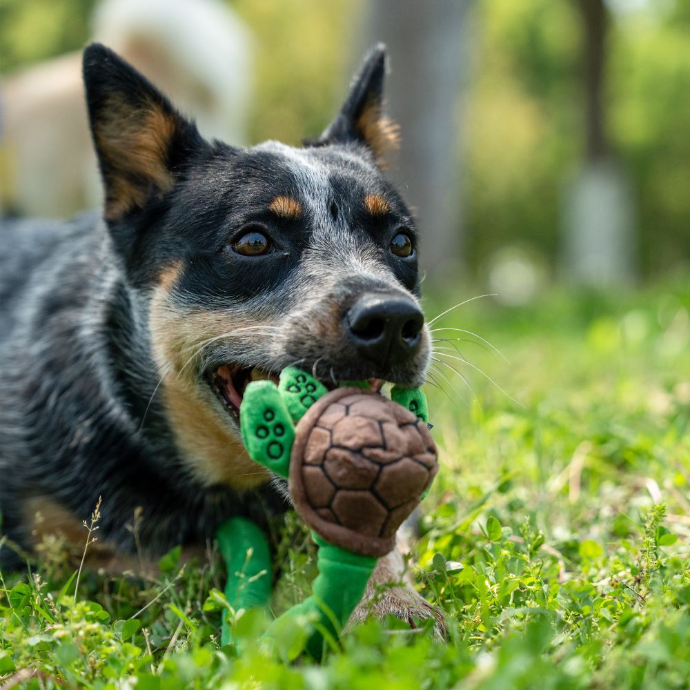 Brinquedo Interativo com Corda Animais Esticadinhos Tartaruga - Qmonster