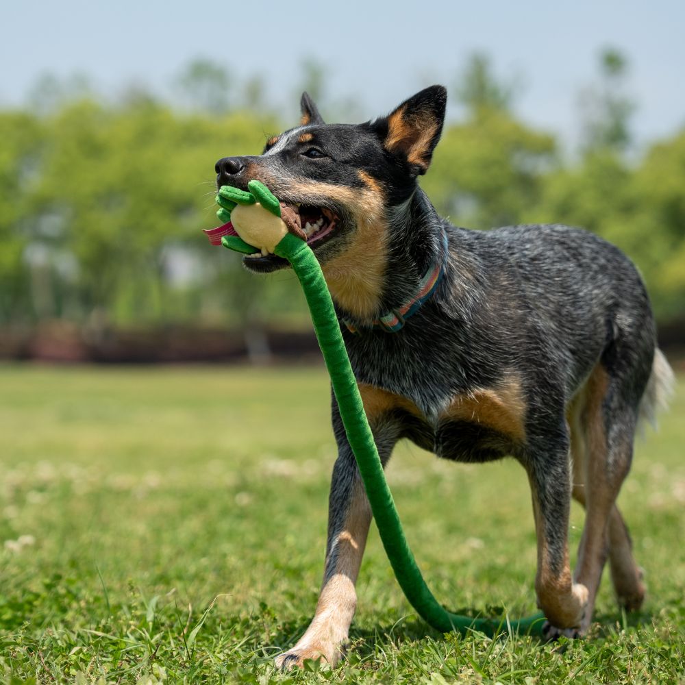 Brinquedo Interativo com Corda Animais Esticadinhos Tartaruga - Qmonster