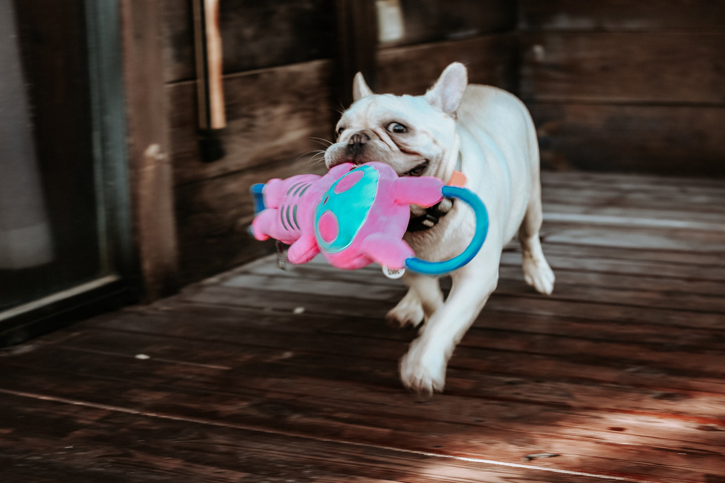 Qmonster Brinquedo para cachorro - Shock Brinquedo interativo Cabo de Guerra - Rosa
