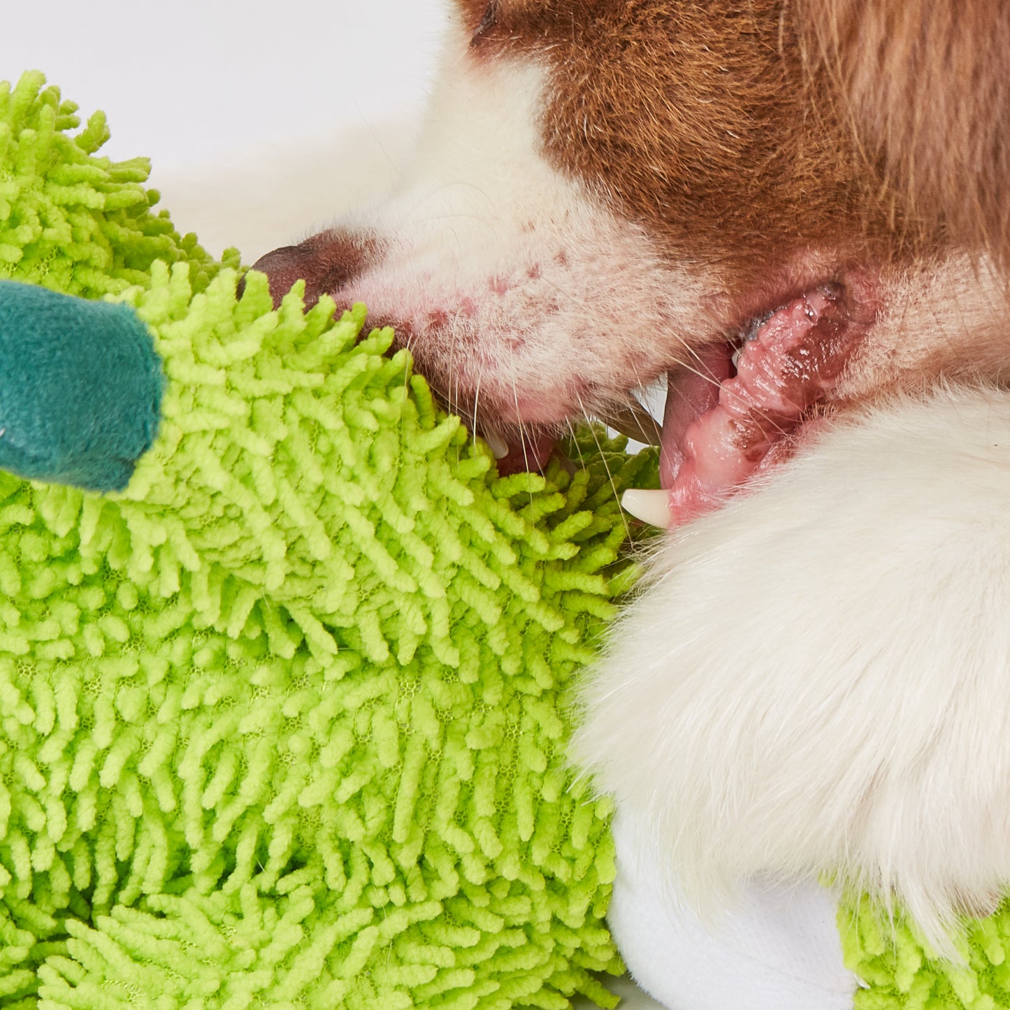 FOFOS Brinquedos para Cães - Chenille Tough Animais - Jacaré