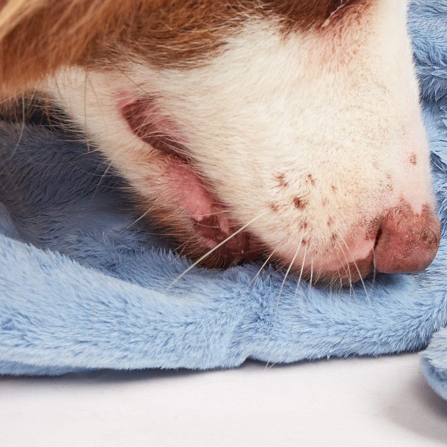 FOFOS Brinquedos para Cães - Rope Buddy Pelúcia c Corda - Elefante