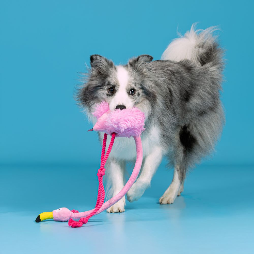 Brinquedo Interativo com Corda Flamingo Rosa - Qmonster