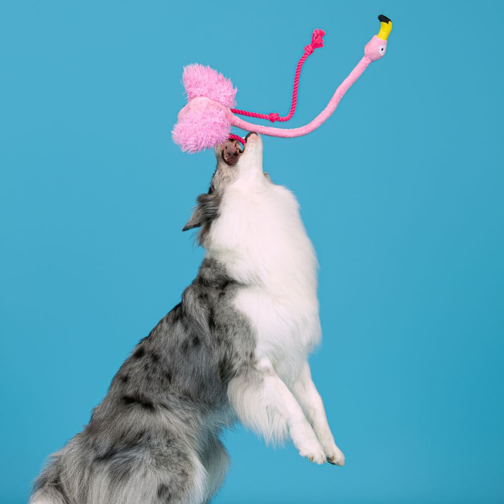 Brinquedo Interativo com Corda Flamingo Rosa - Qmonster
