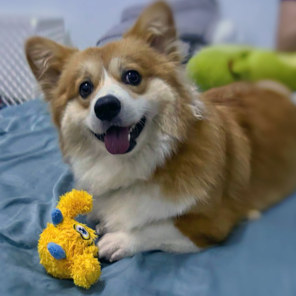 Qmonster Brinquedo para cachorro - 2in1 Monstro Ciclope - Amarelo Pequeno