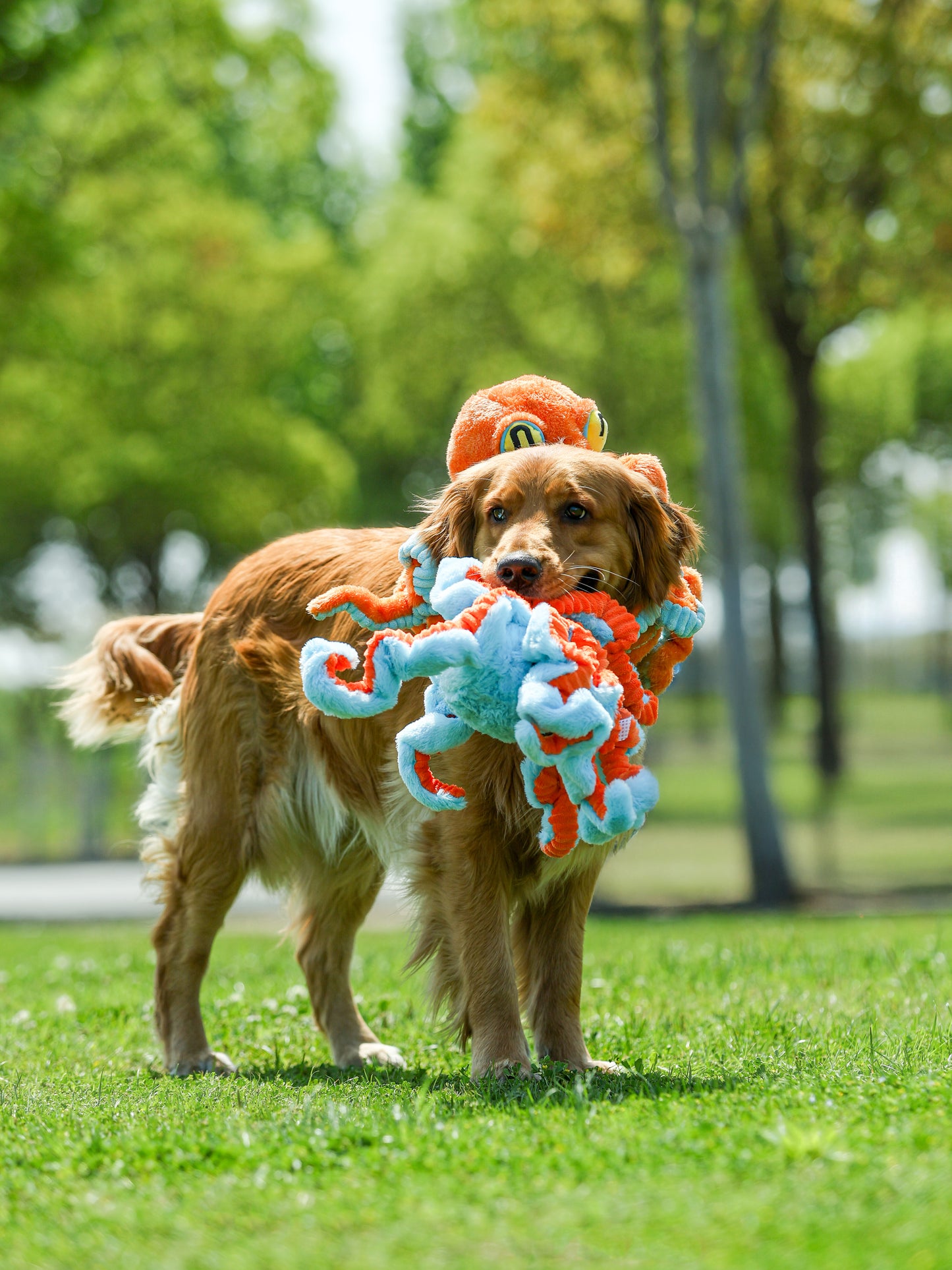 Qmonster Brinquedo para cachorros grande - Polvo Grande Laranja