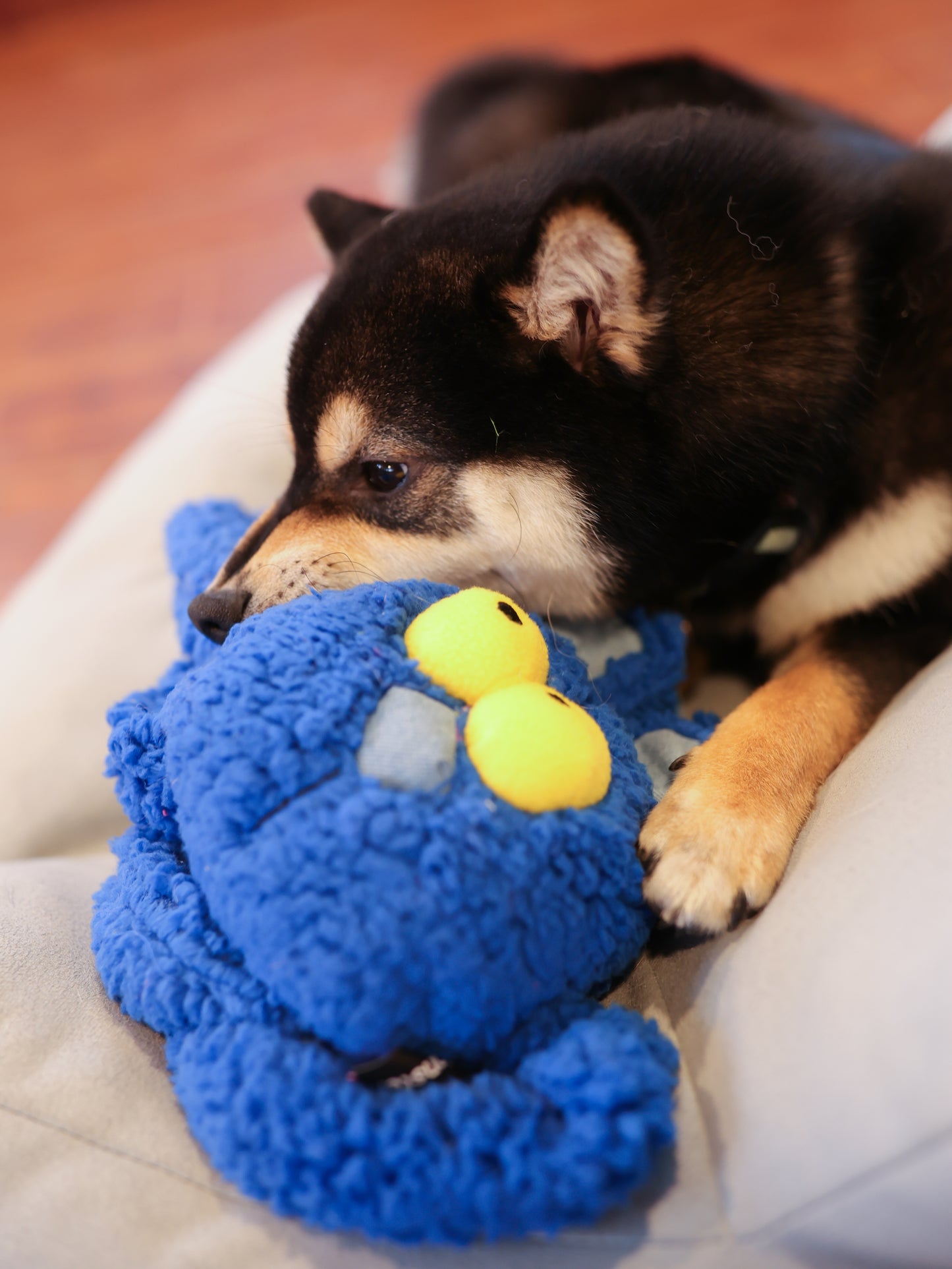 Qmonster Brinquedo para cachorro - Extensível Puxa Puxa Coelho - Azul
