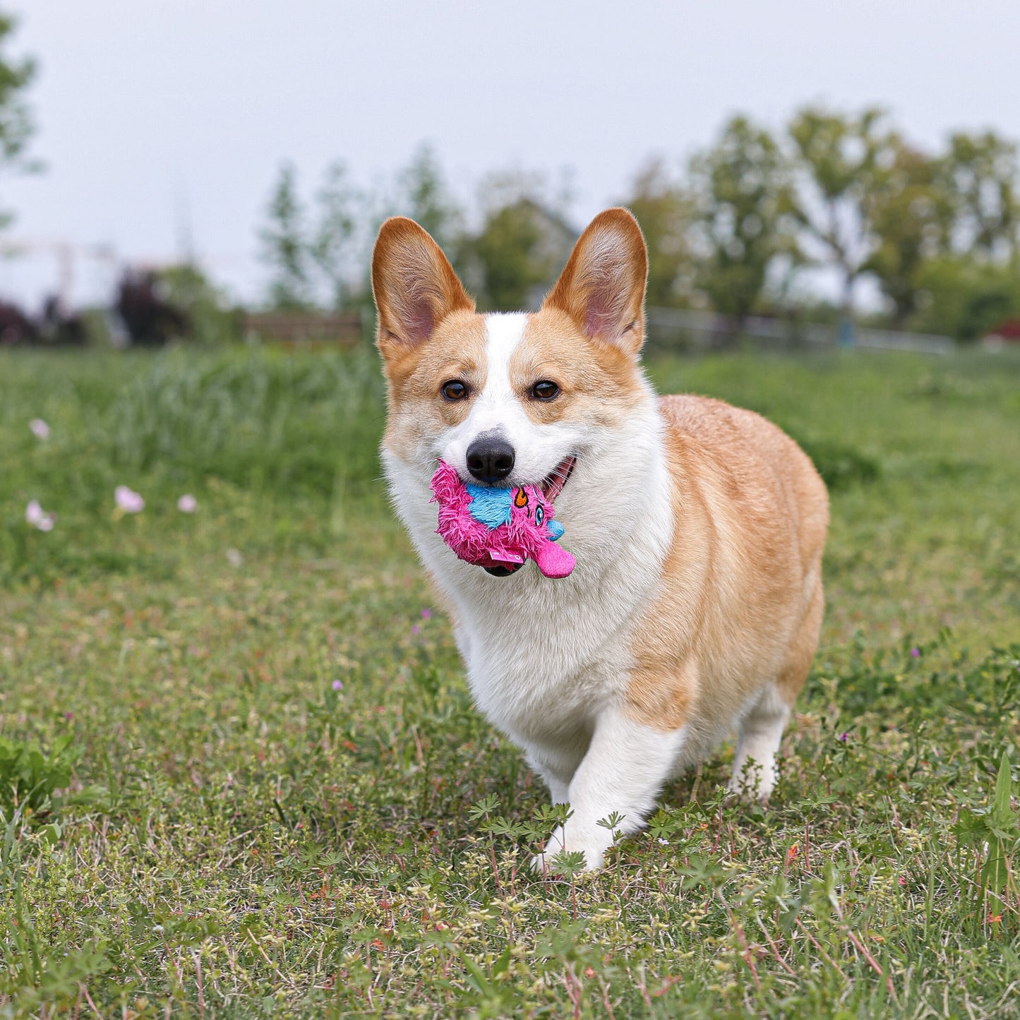 Qmonster Brinquedo para cachorro - 2in1 Monstro Gen 1 - Rosa Pequeno