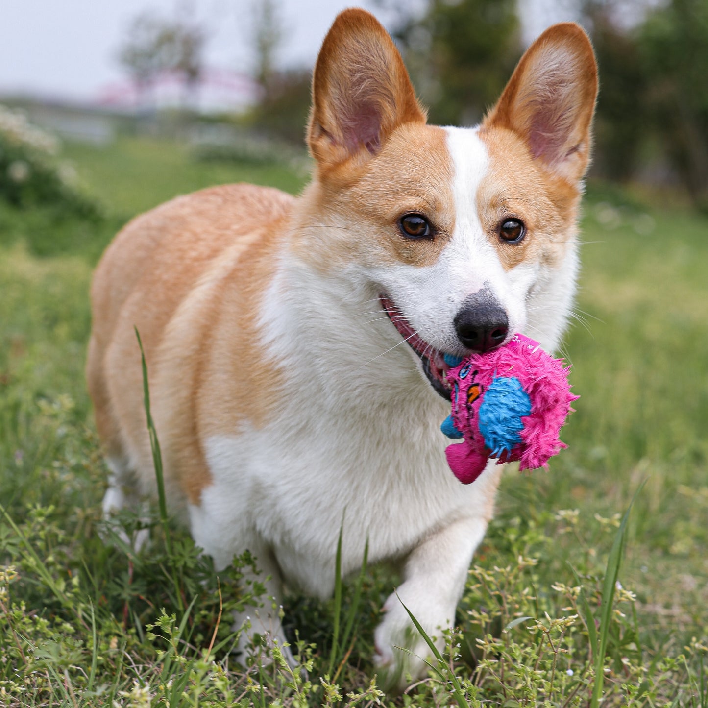 Qmonster Brinquedo para cachorro - 2in1 Monstro Gen 1 - Rosa Pequeno
