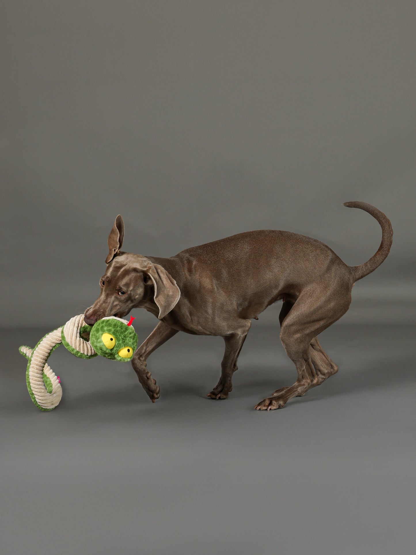 Qmonster Brinquedo para cachorros - Interativo Cobra de Mola 100cm - Verde