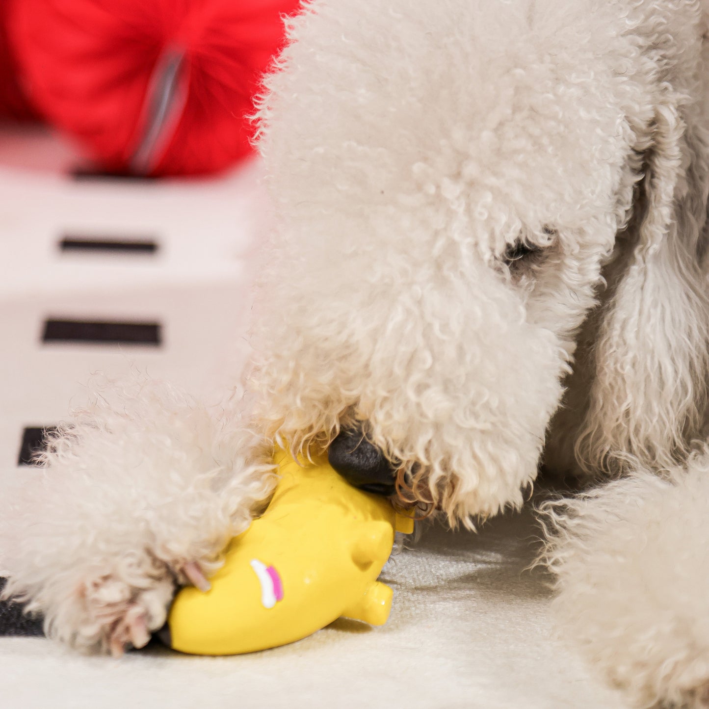 Qmonster Brinquedo Latex Animais Fruta - Banana Cachorro