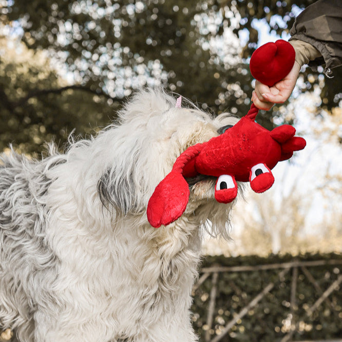 Qmonster Brinquedo para cachorro - Interativo Cabo De Guerra Sr Caranguejo