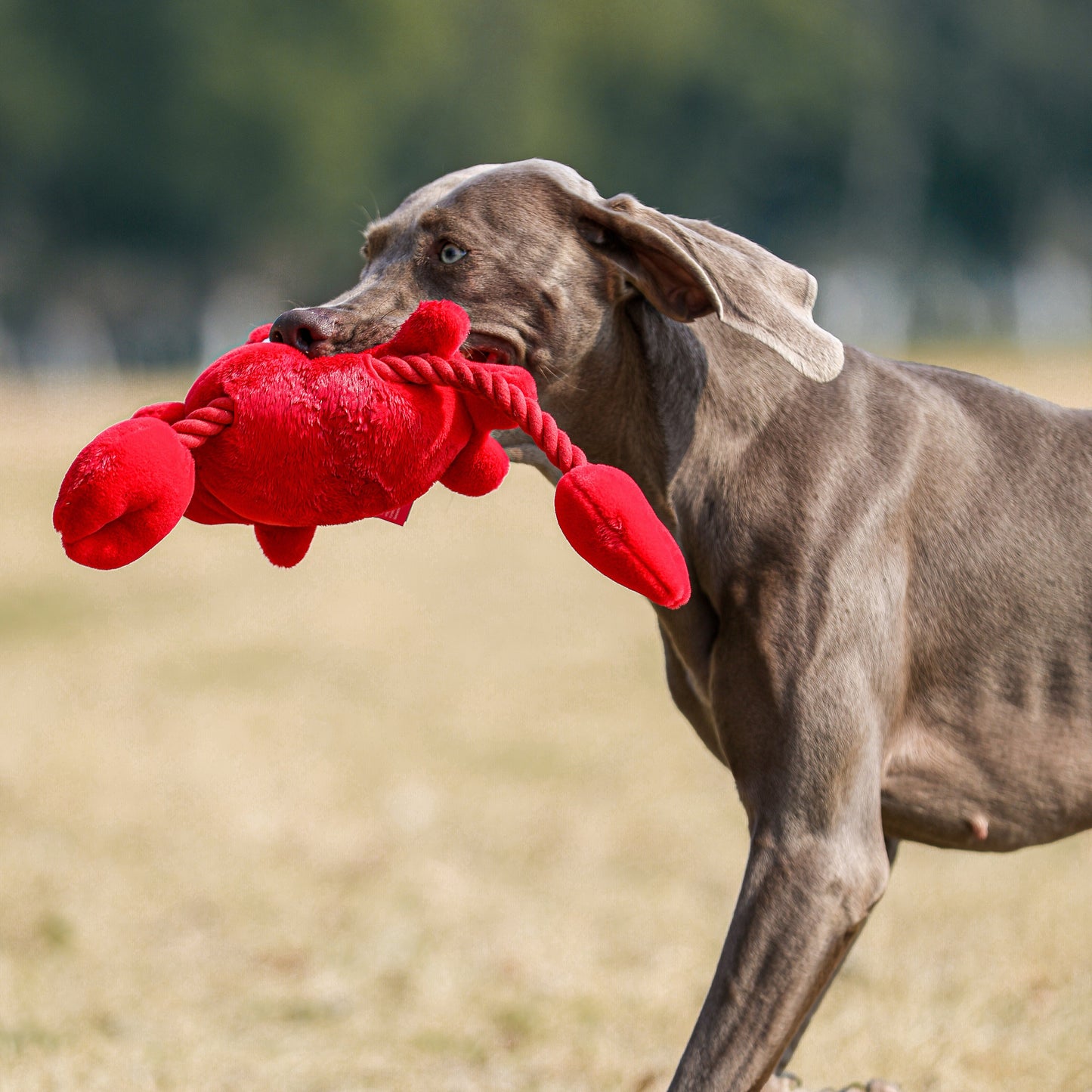 Qmonster Brinquedo para cachorro - Interativo Cabo De Guerra Sr Caranguejo