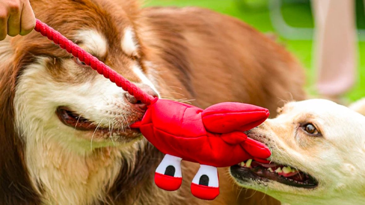 Brinquedo para cachorro - Brinquedo Interativo Cabo De Guerra Caranguejovermelho