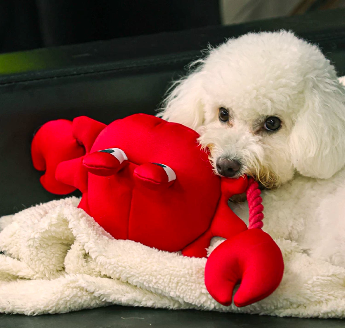 Brinquedo para cachorro - Brinquedo Interativo Cabo De Guerra Caranguejovermelho