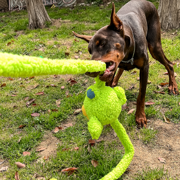 Qmonster Brinquedo para cachorro - Extensível Puxa Puxa Coelho - Verde