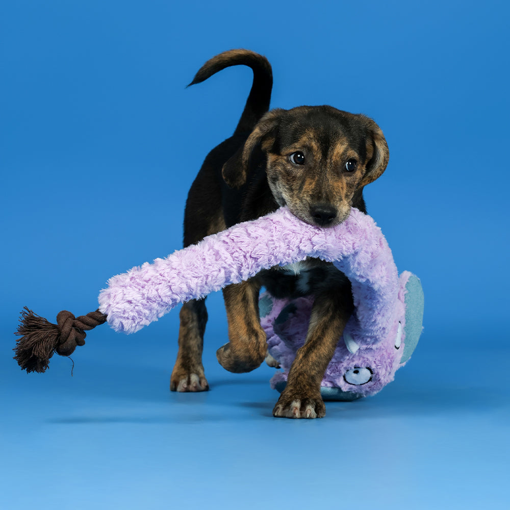 Qmonster Brinquedo para cachorro - Elefante de Tromba Longa - Roxo