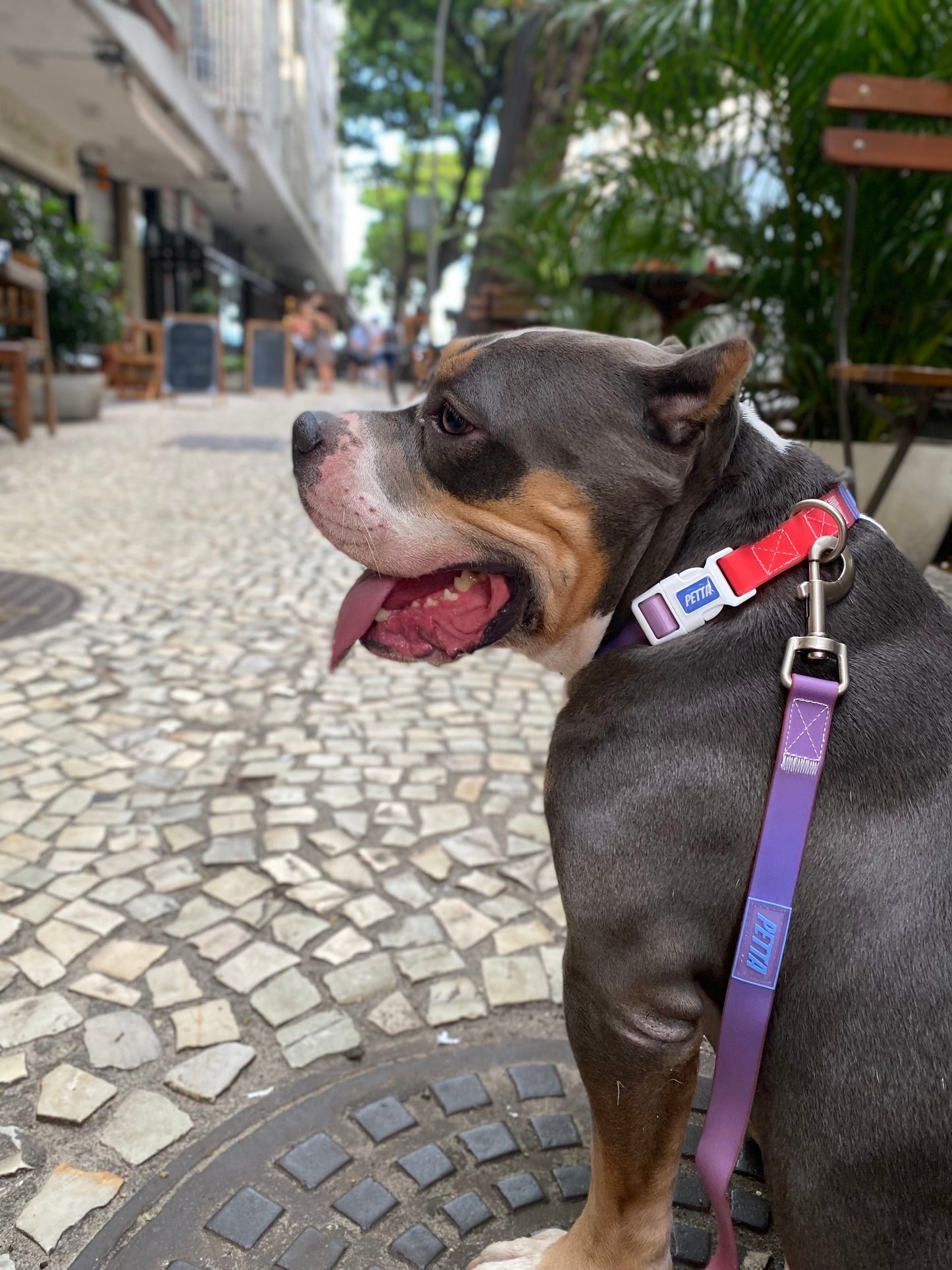 Coleção Gelatina Coleira impermeável para cachorro- Sunset