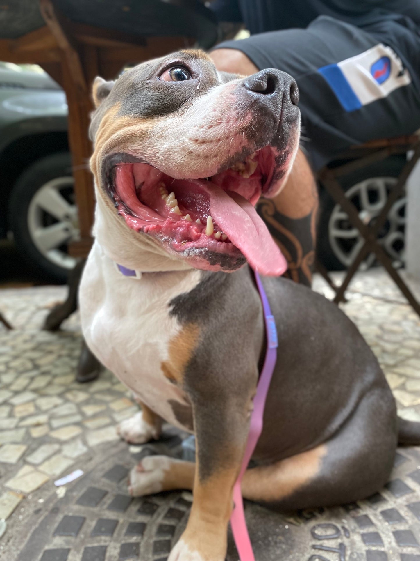 Coleção Gelatina Guia impermeável e suave para cachorro- Sunset