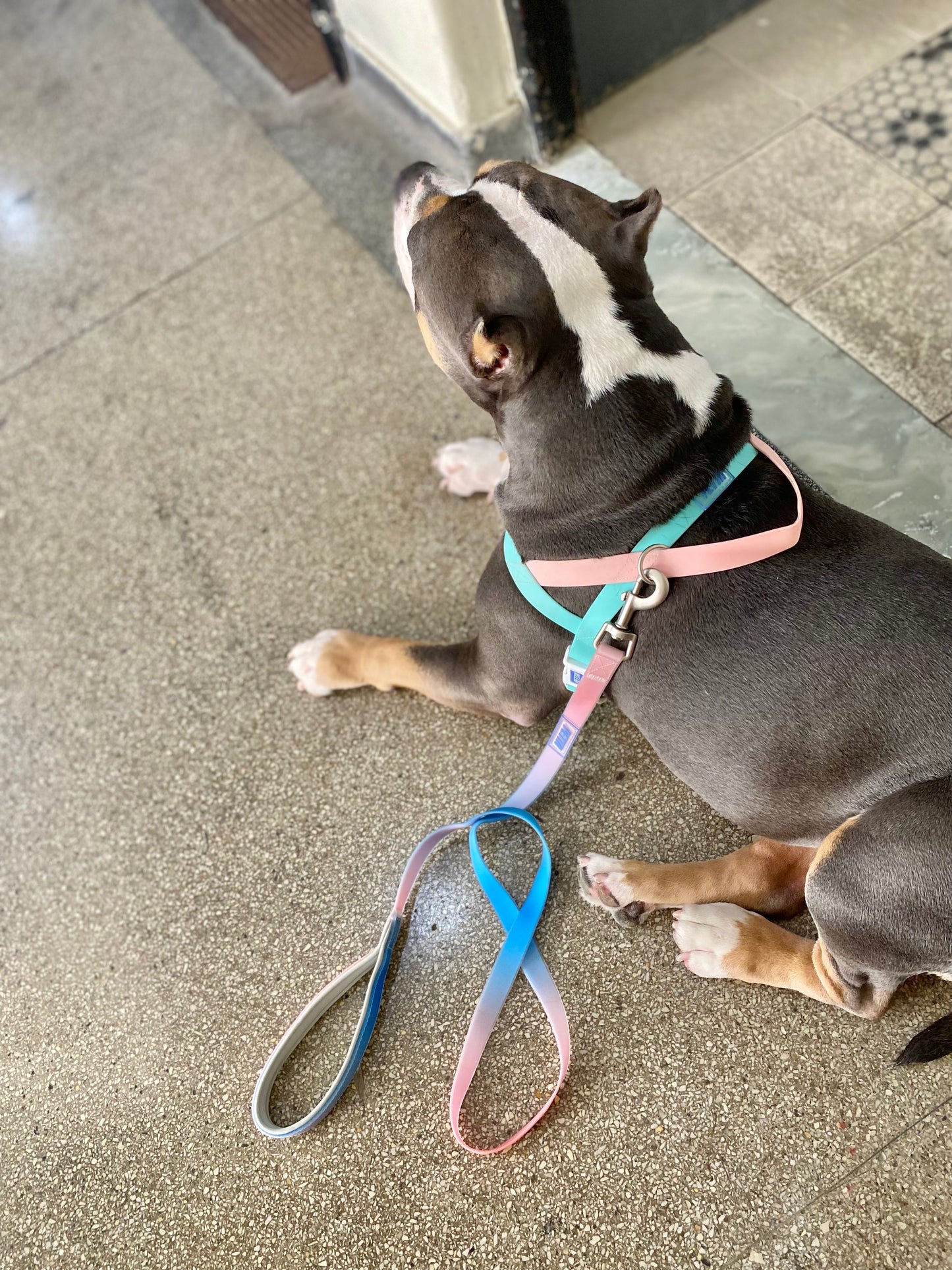 Coleção Gelatina Peitoral impermeável e antipuxão para cachorro- Macaron