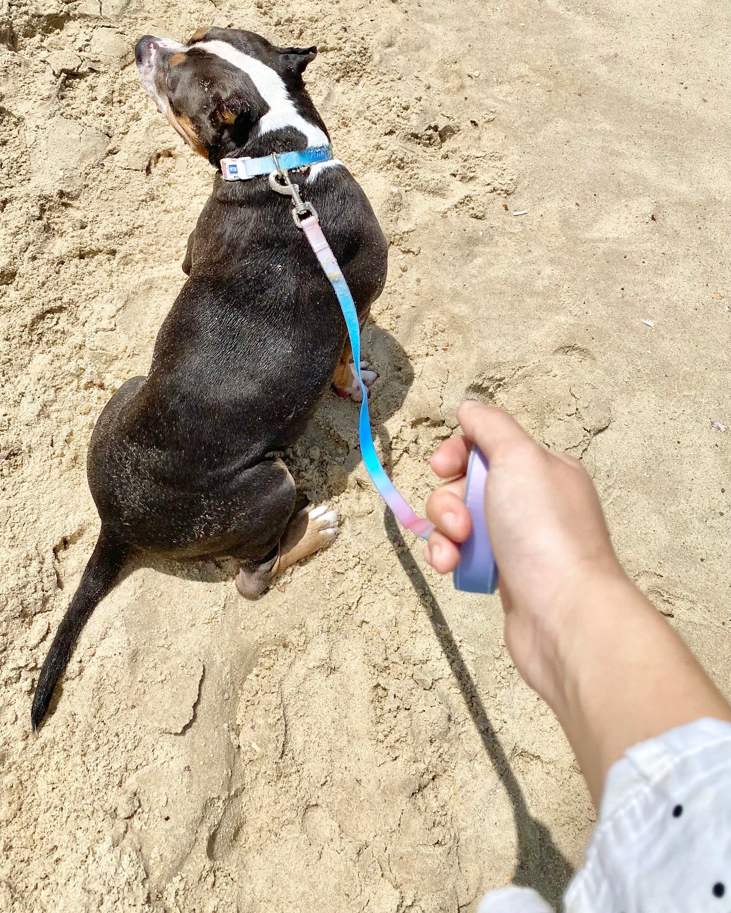 Coleção Gelatina Guia impermeável e suave para cachorro - Macaron