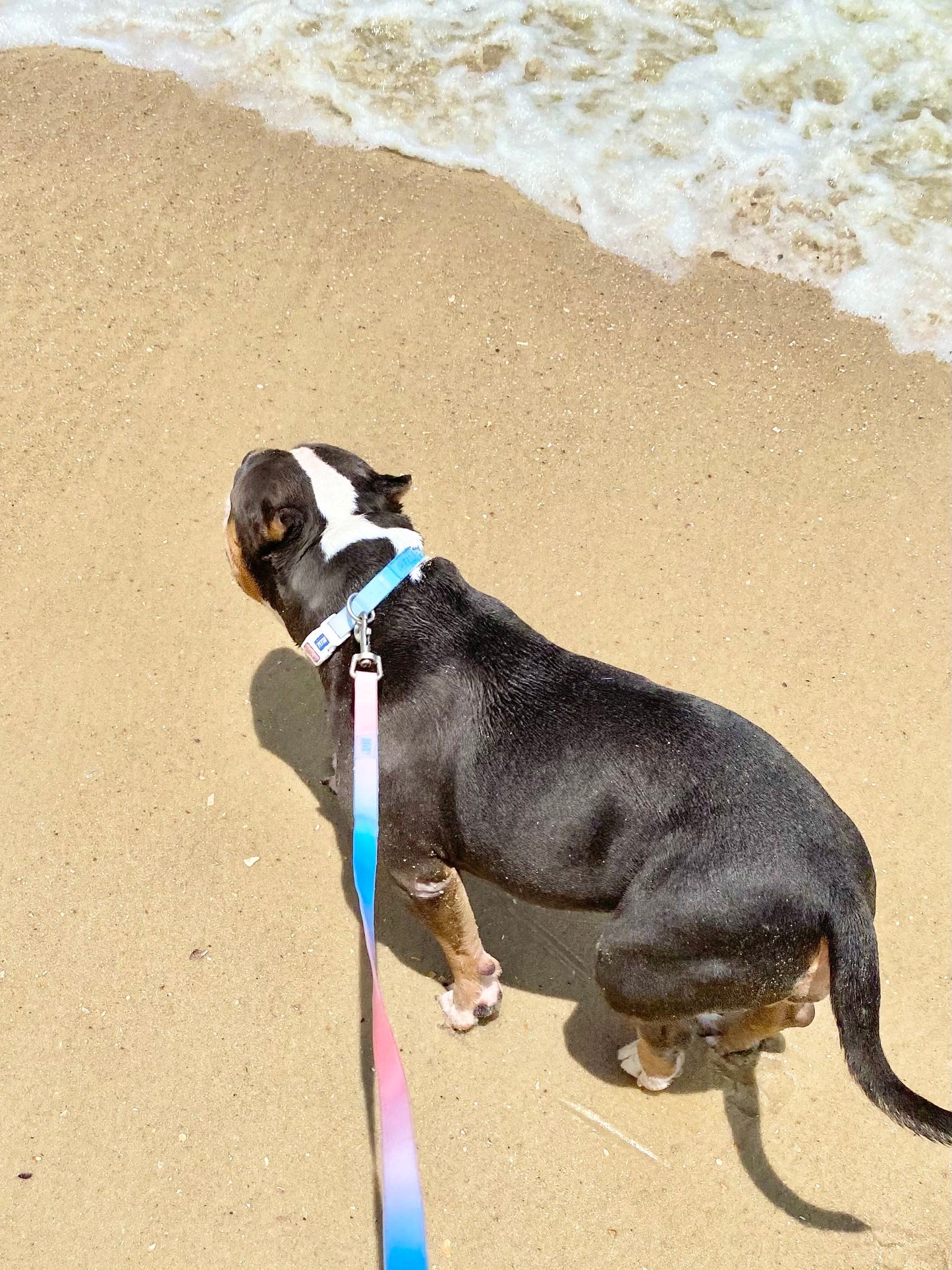 Coleção Gelatina Guia impermeável e suave para cachorro - Macaron